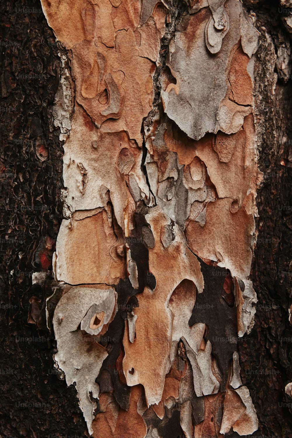 a close up of the bark of a tree