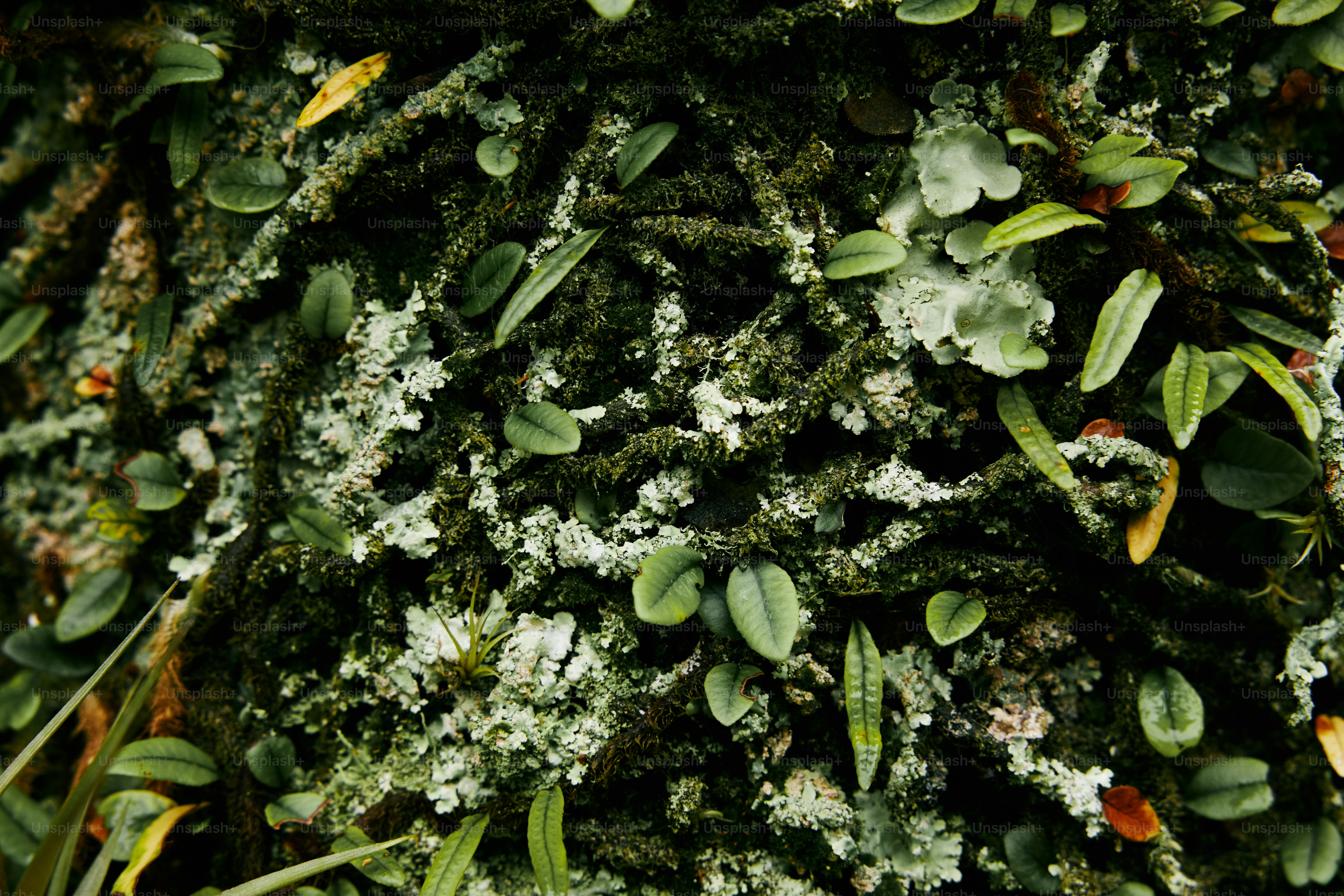 a close up of a moss covered tree
