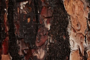 a close up of the bark of a tree