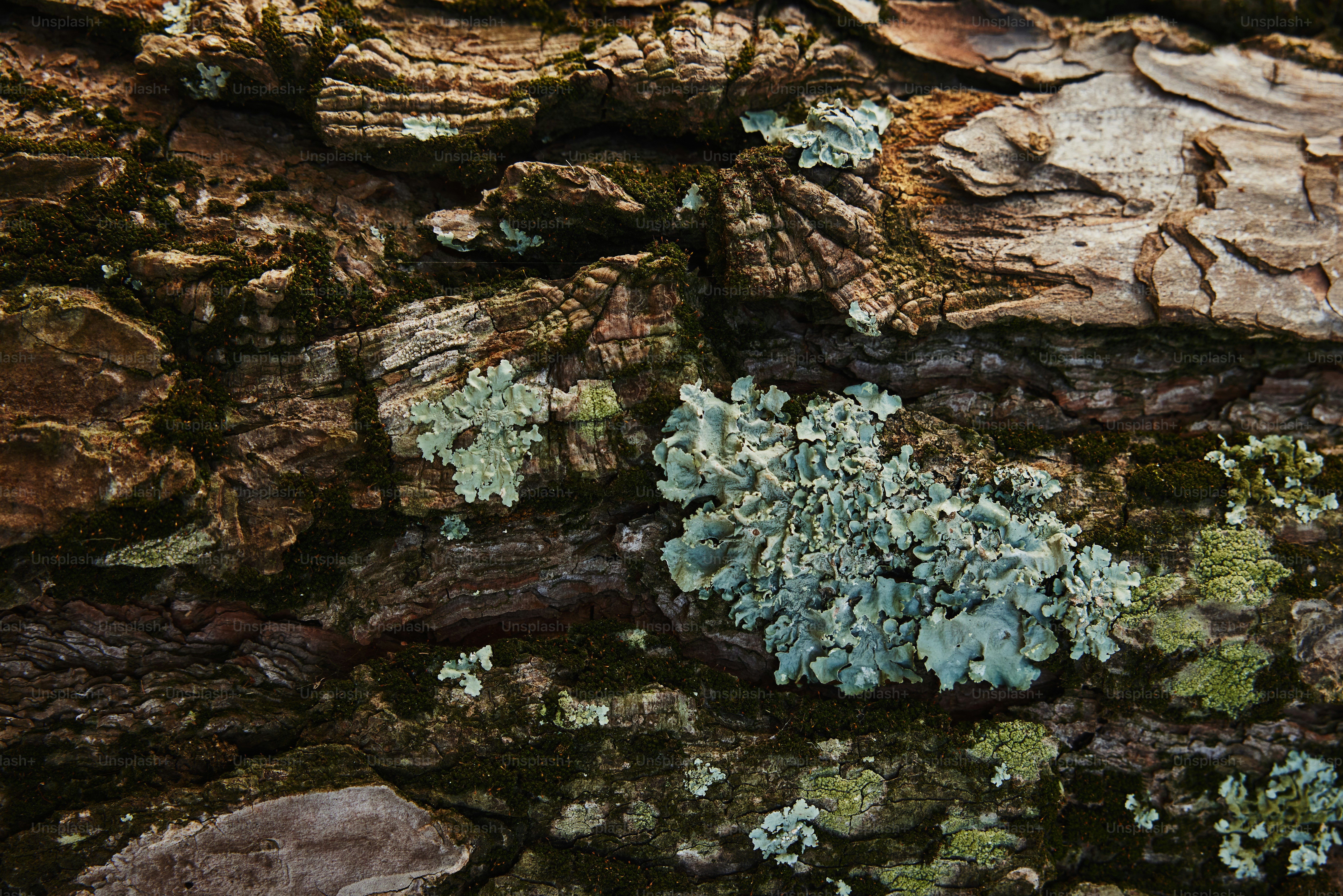 a close up of a tree trunk with moss growing on it