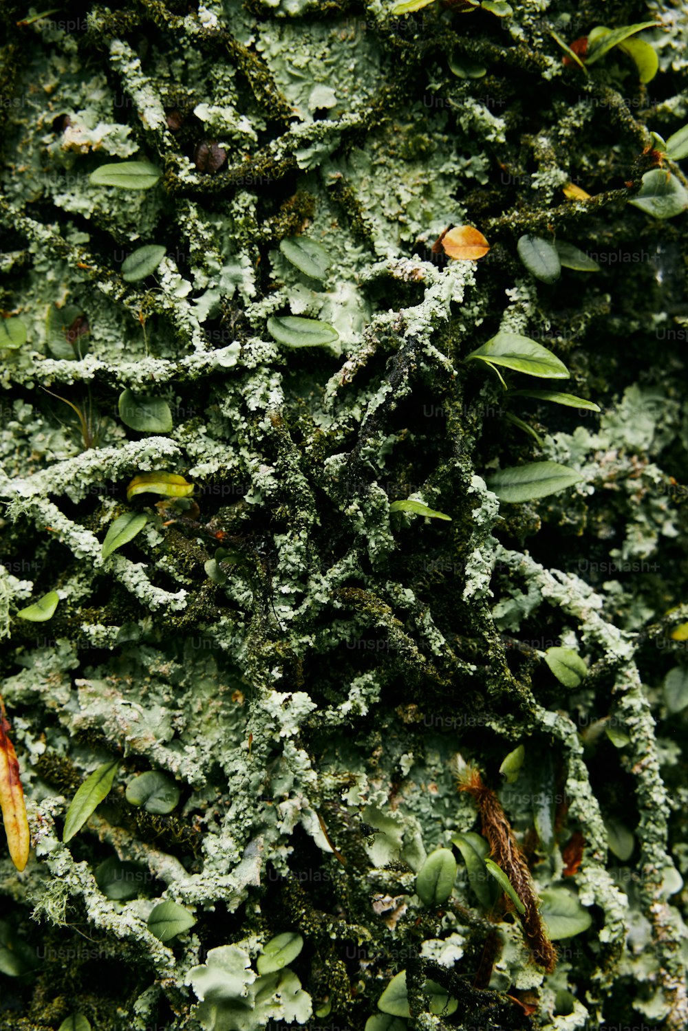 a close up of a tree with lots of green leaves