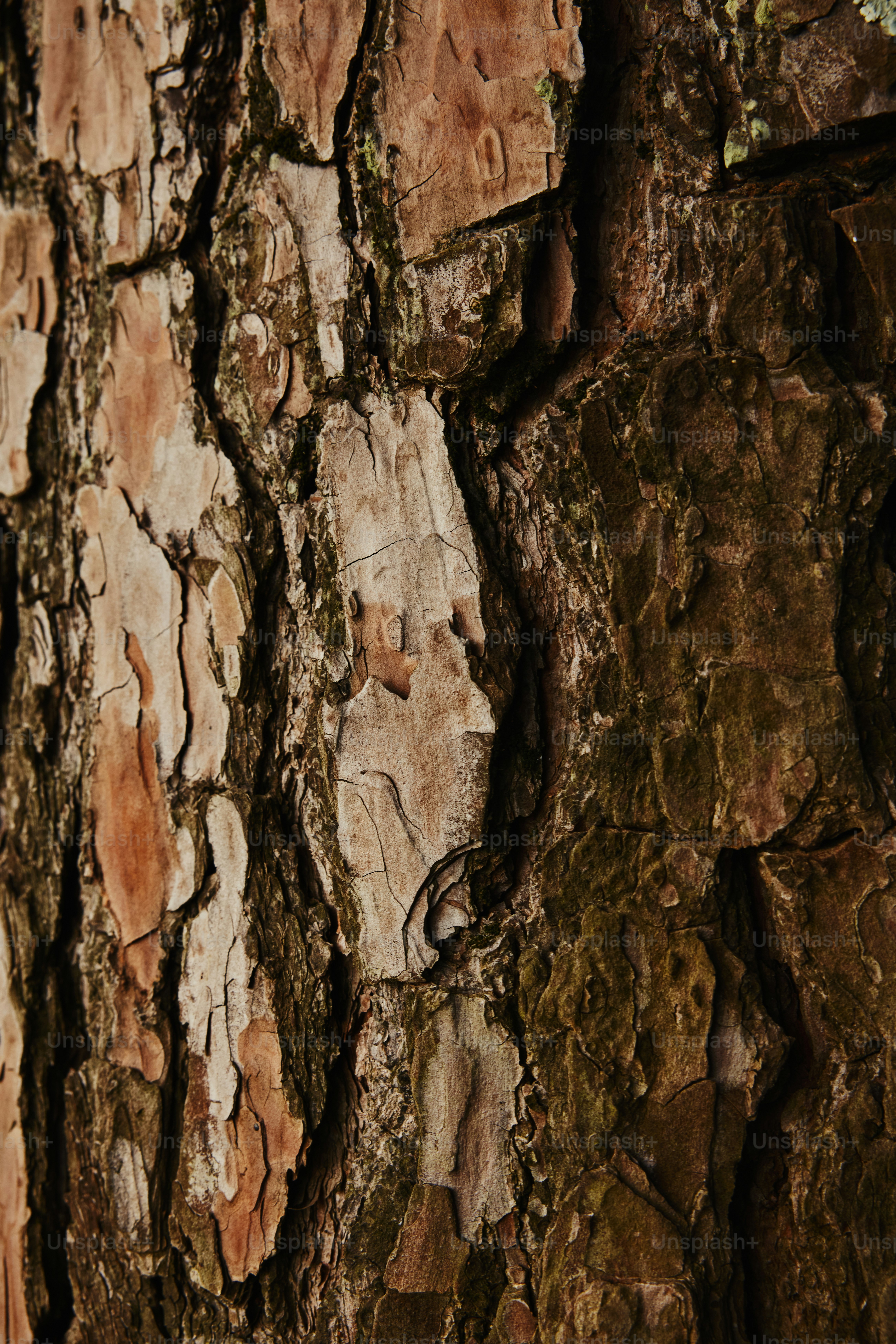 a close up of the bark of a tree