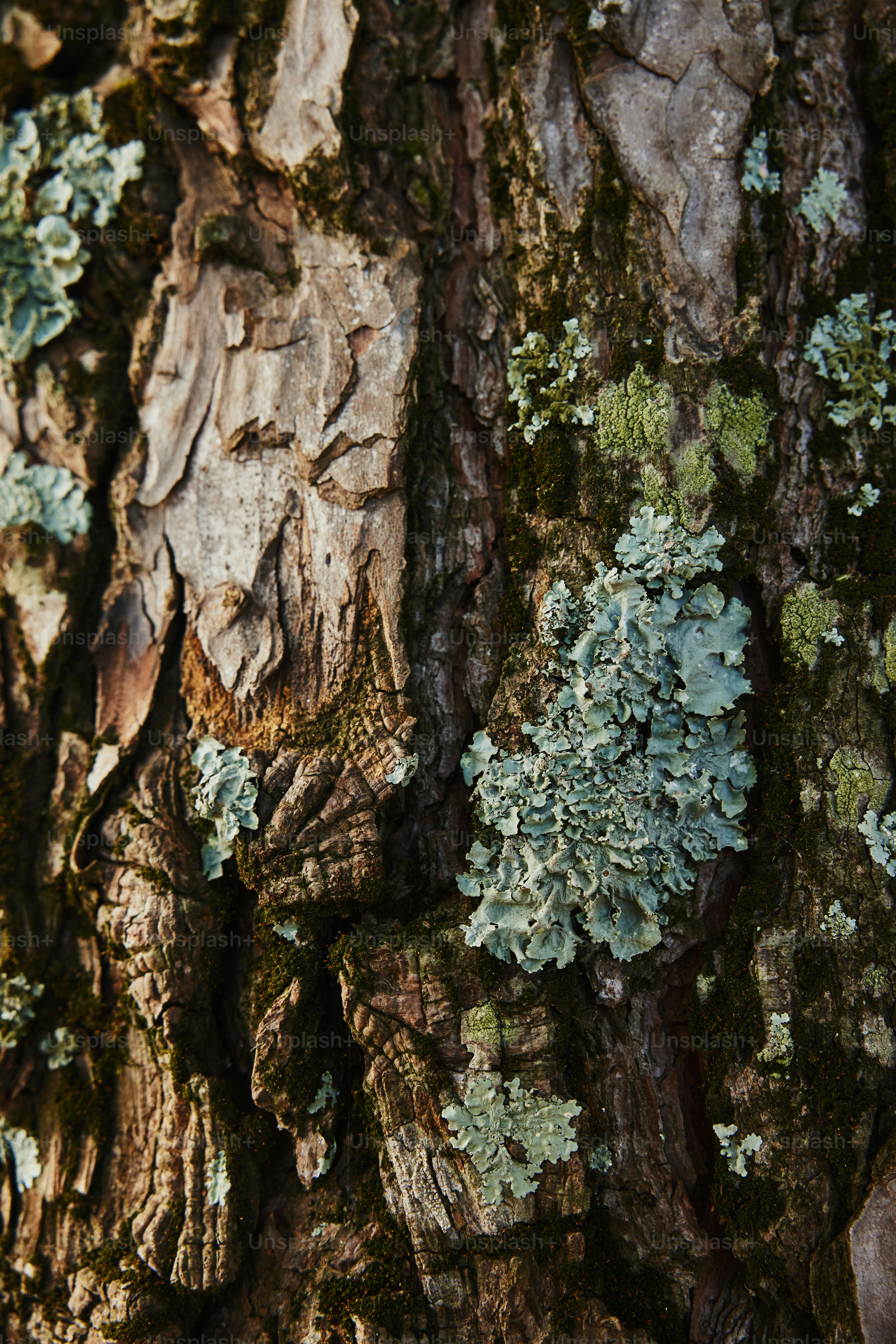 a close up of a tree with moss growing on it