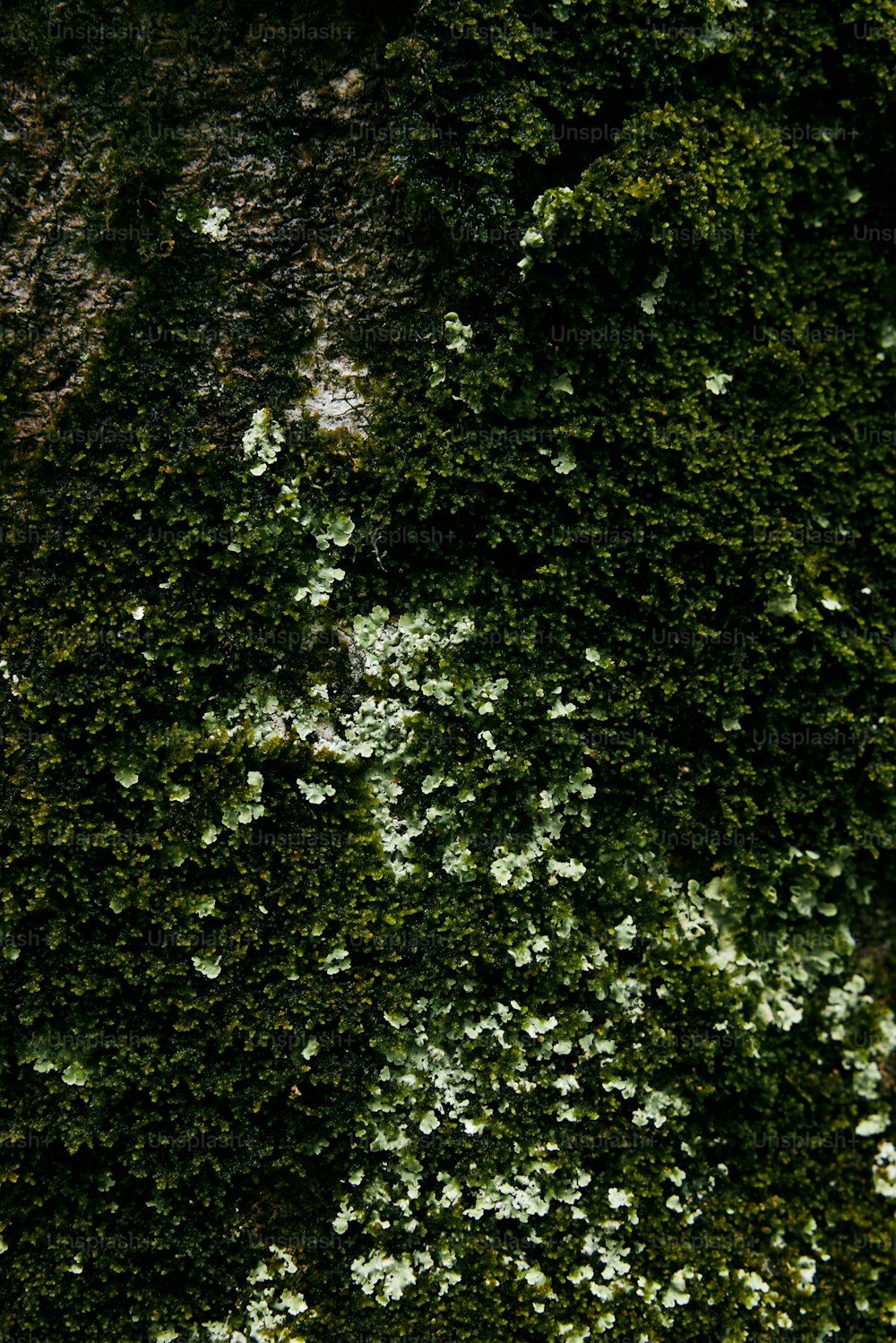 Eine Nahaufnahme einer moosbedeckten Wand