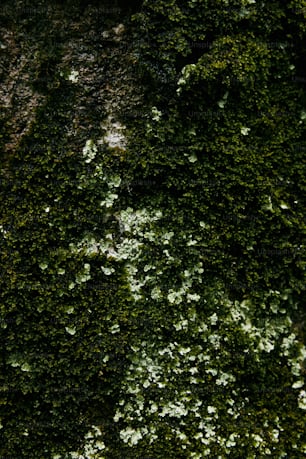 a close up of a moss covered wall