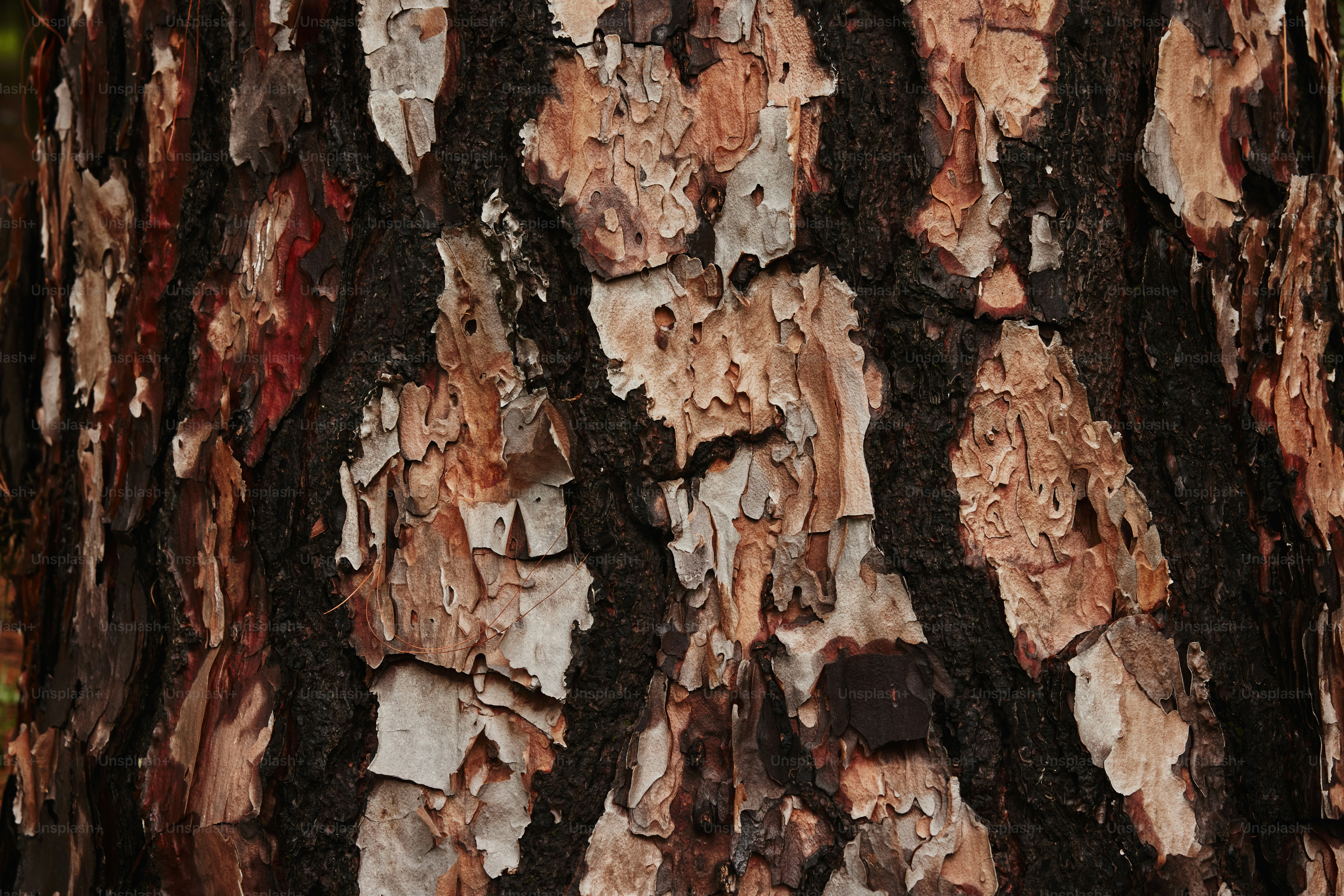 a close up of the bark of a tree
