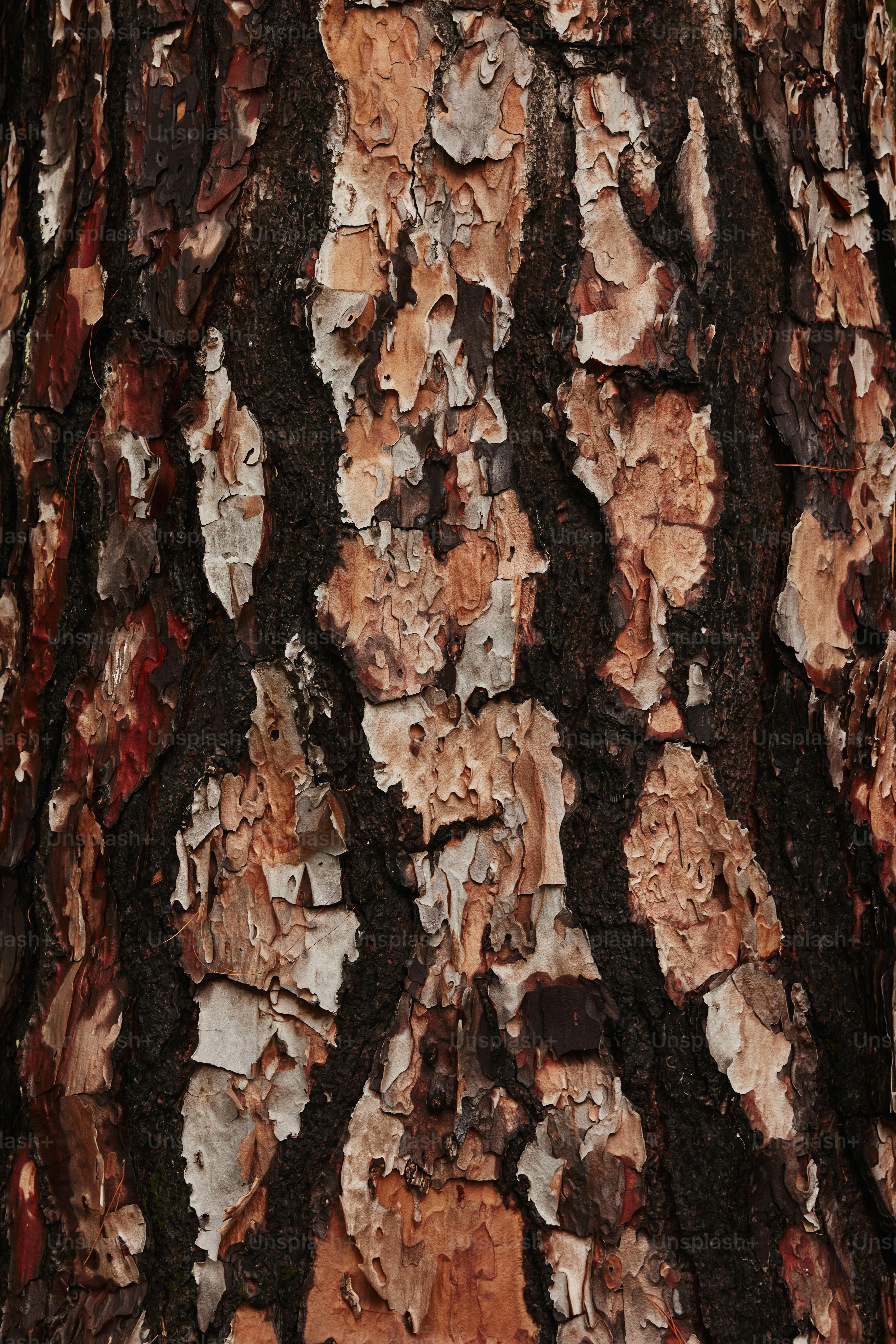 a close up of the bark of a tree