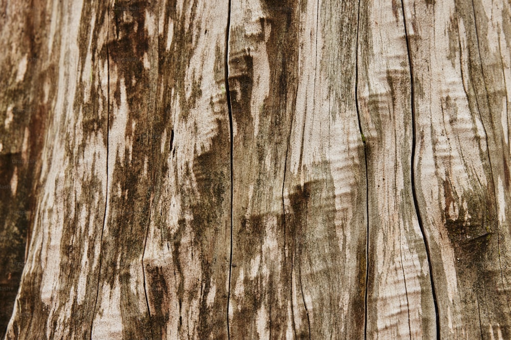 a bird is perched on a tree trunk