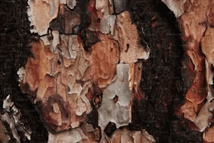 La corteza de un árbol es marrón y negra