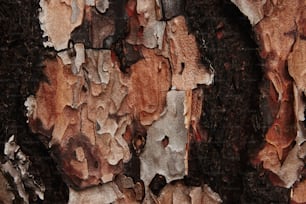 the bark of a tree is brown and black