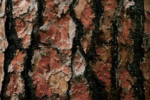 a close up of the bark of a tree