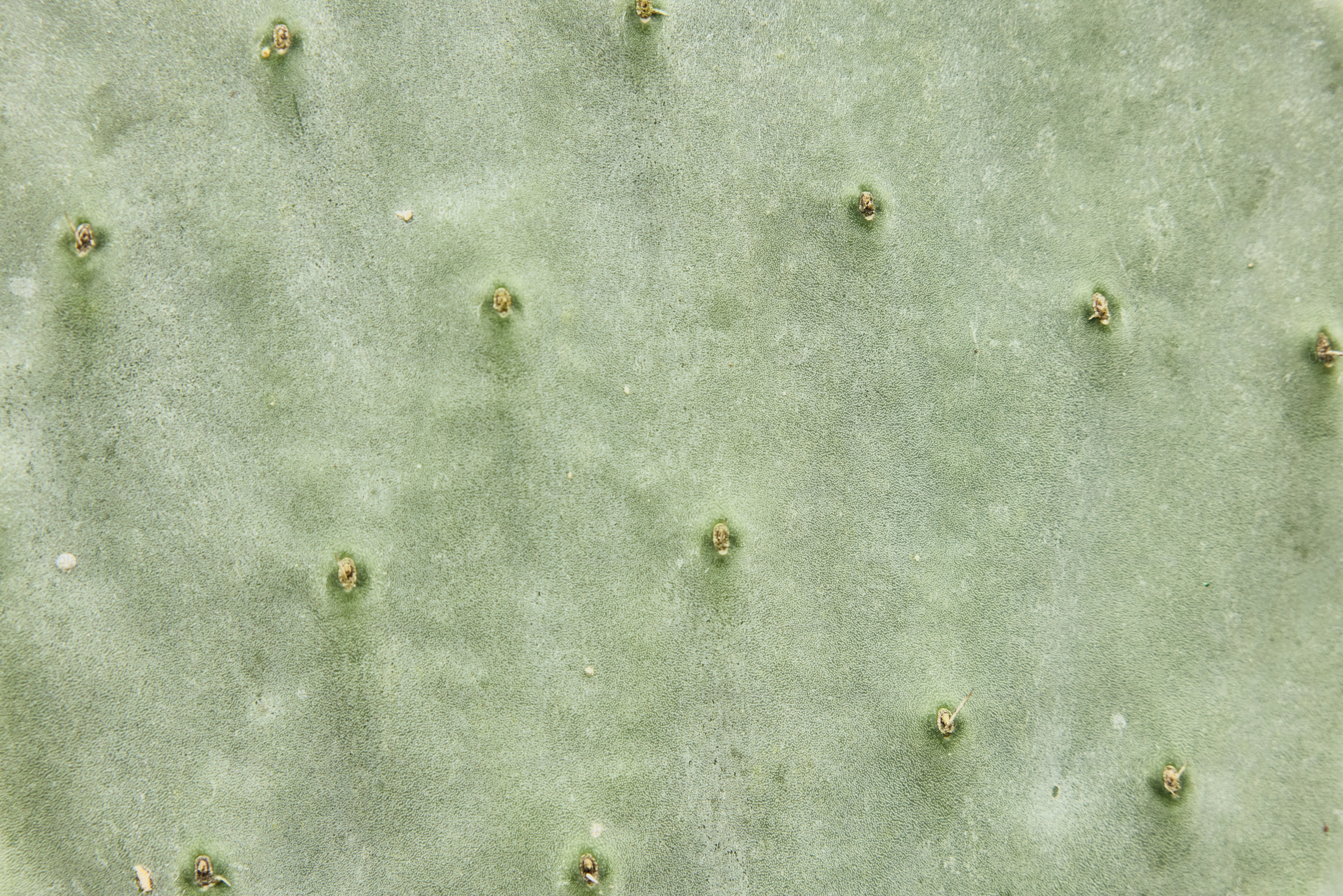 Nahaufnahme einer grünen Kaktuspflanze