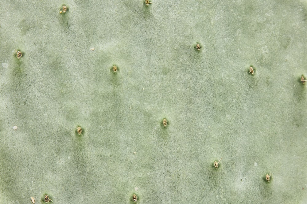 um close up de uma planta de cacto verde