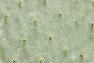 a close up of a green cactus plant