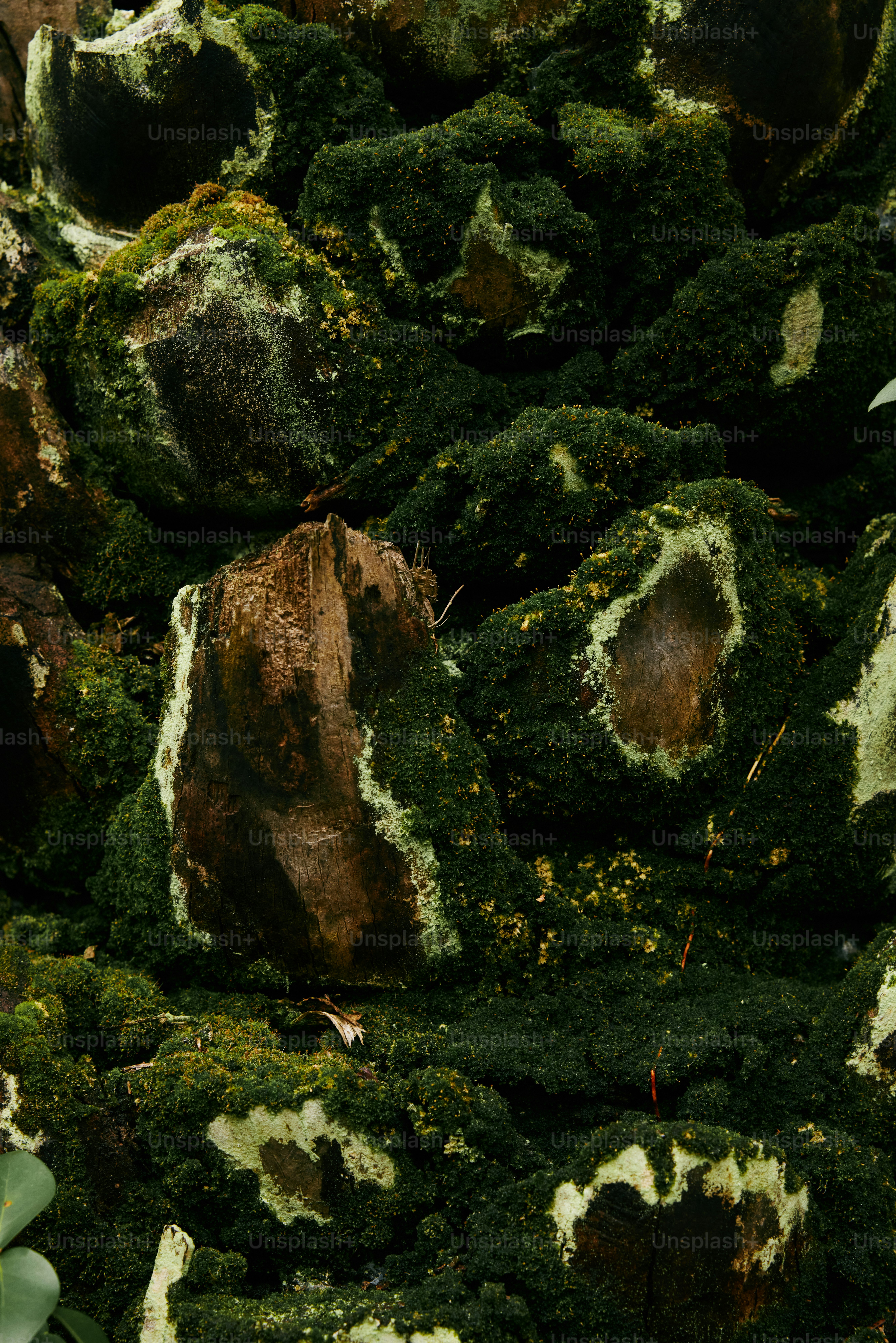 a pile of moss covered rocks and plants