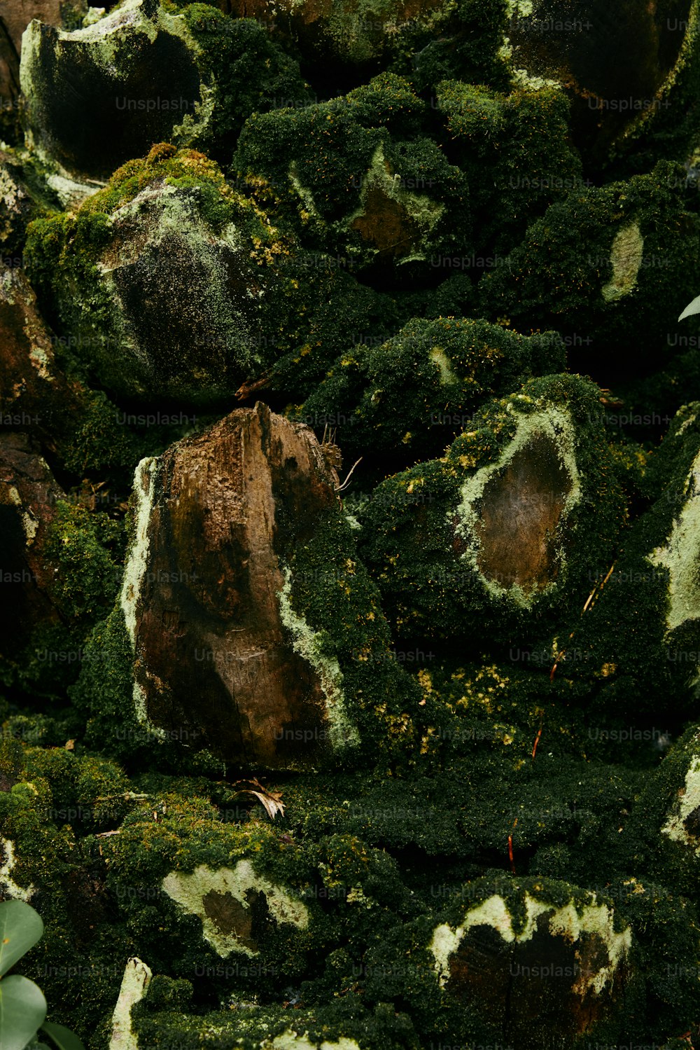 uma pilha de rochas e plantas cobertas de musgo