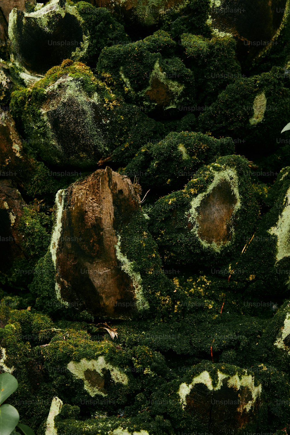 a pile of moss covered rocks and plants