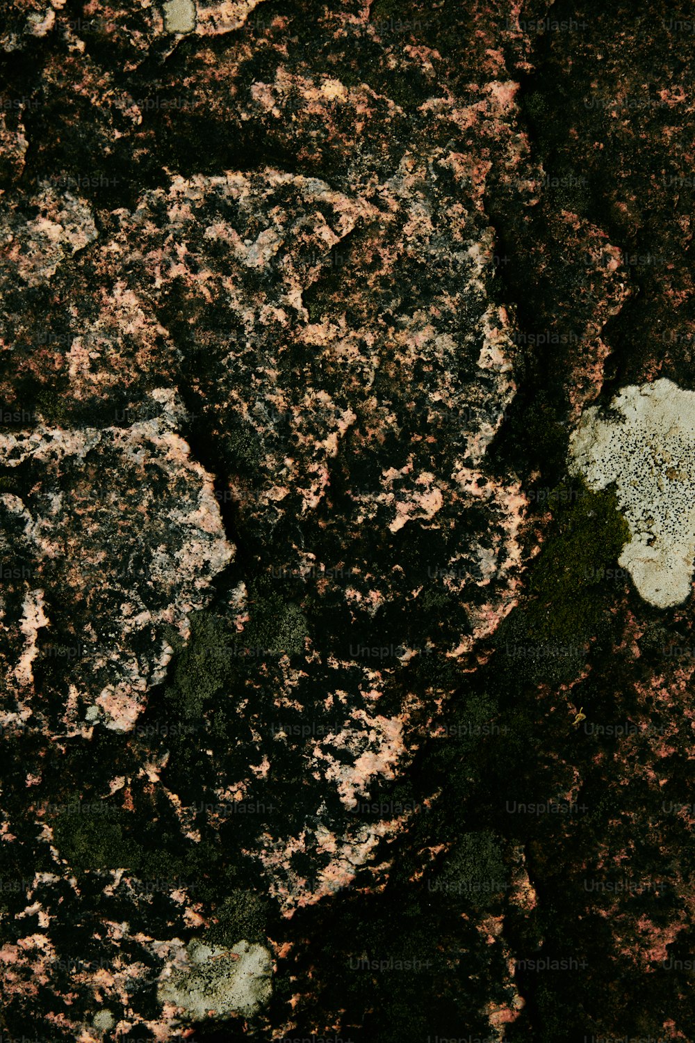 a close up of a rock with moss growing on it