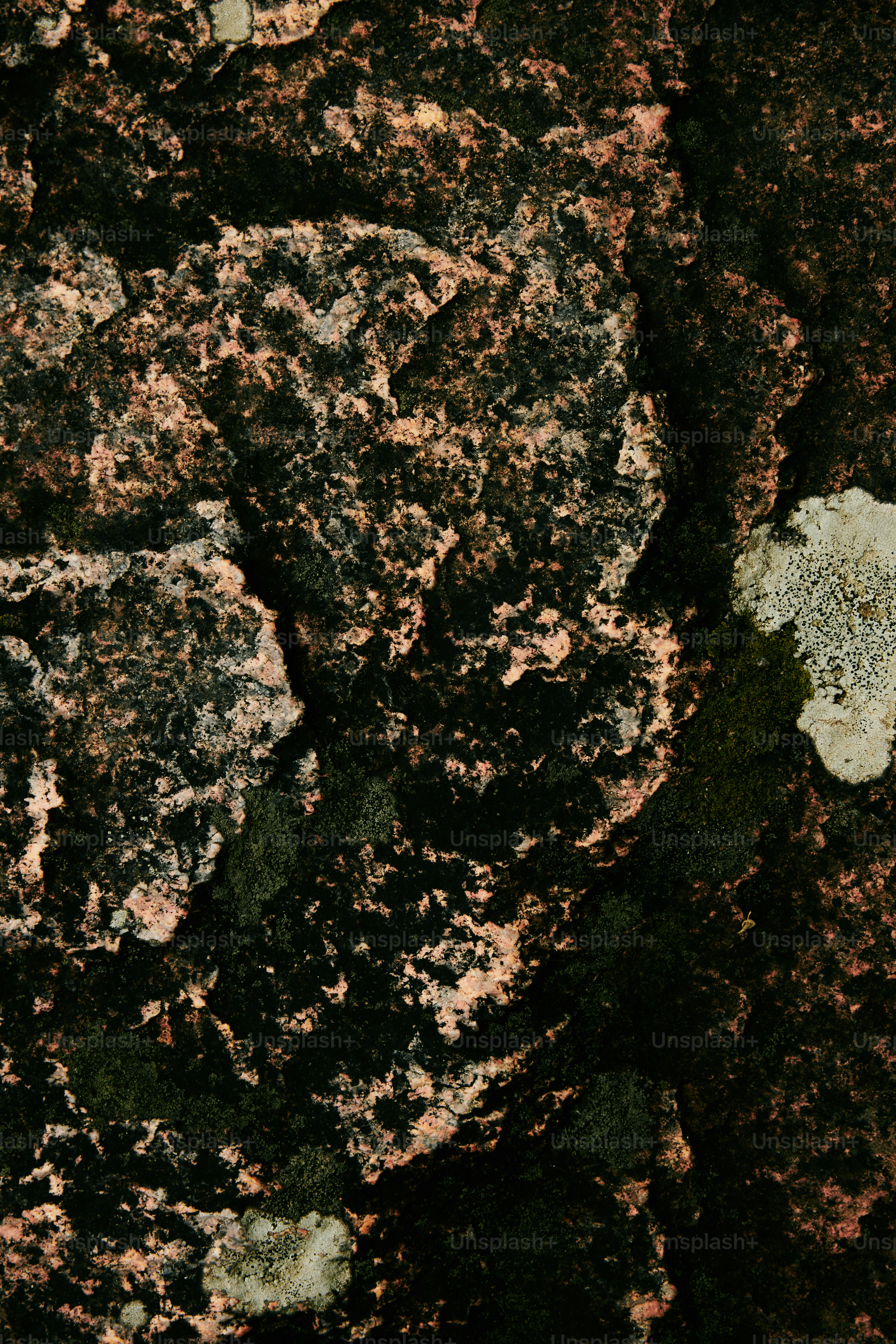 premium_photo-1673102664058-3e29b63804b4?ixid=M3wxMjA3fDB8MXxzZWFyY2h8MXx8d2hpdGUlMjB0cnVmZmxlfGVufDB8fHx8MTc2MjM3NjA3MHww\u0026ixlib=rb-4.1.0