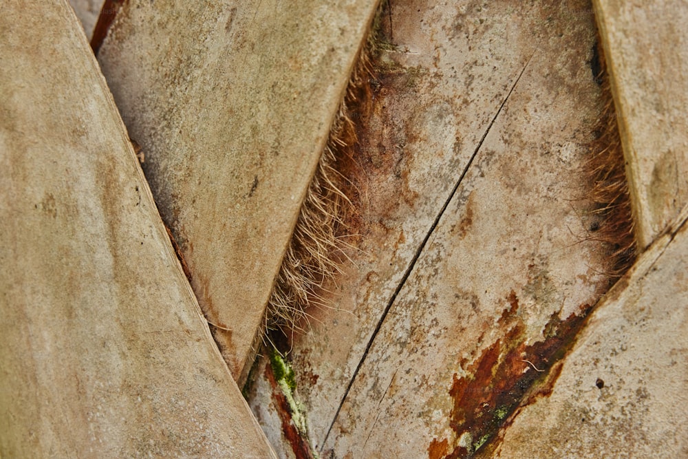 a close up of a plant growing out of a rock
