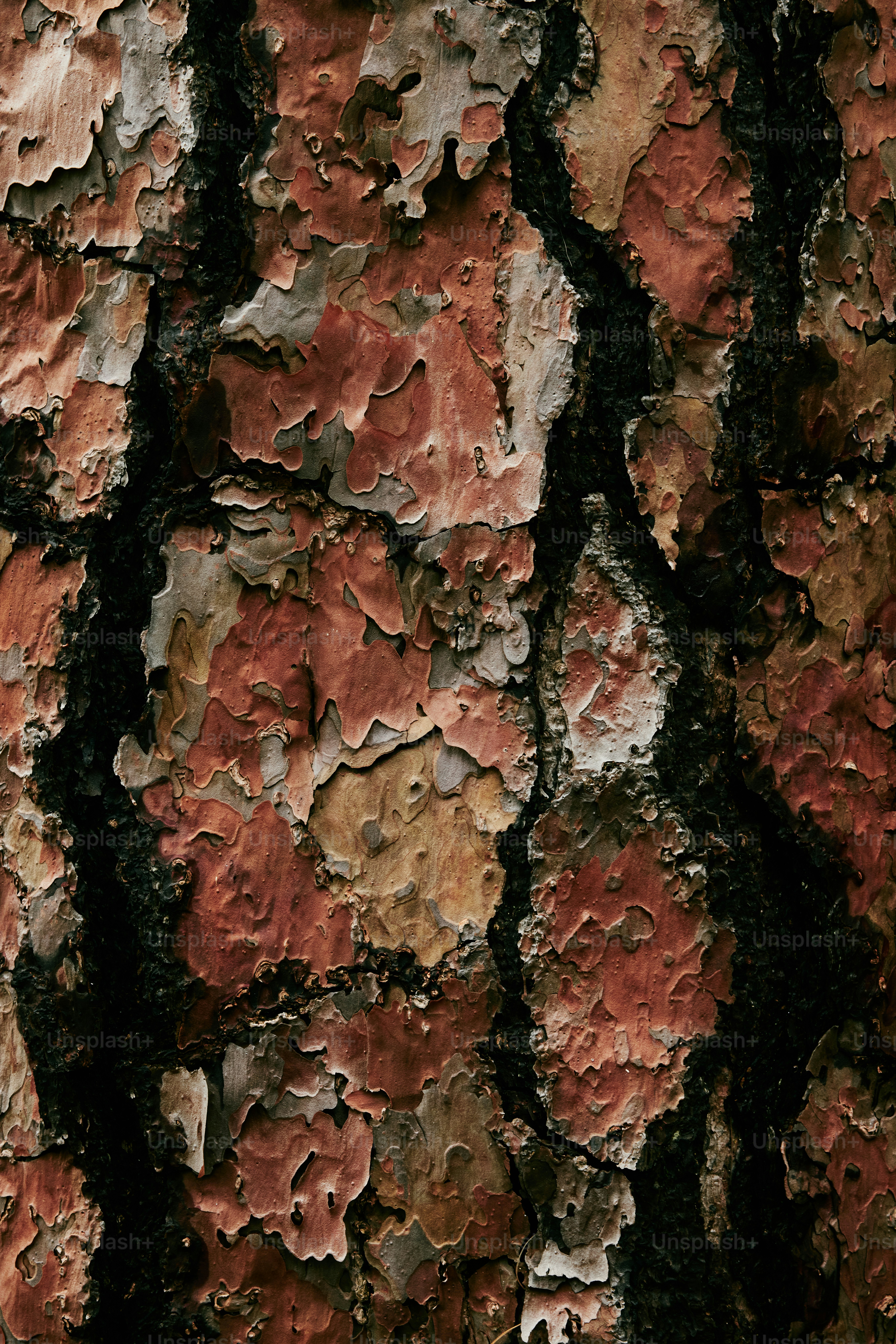 a close up of the bark of a tree