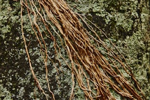 um close up de uma raiz de árvore em uma rocha
