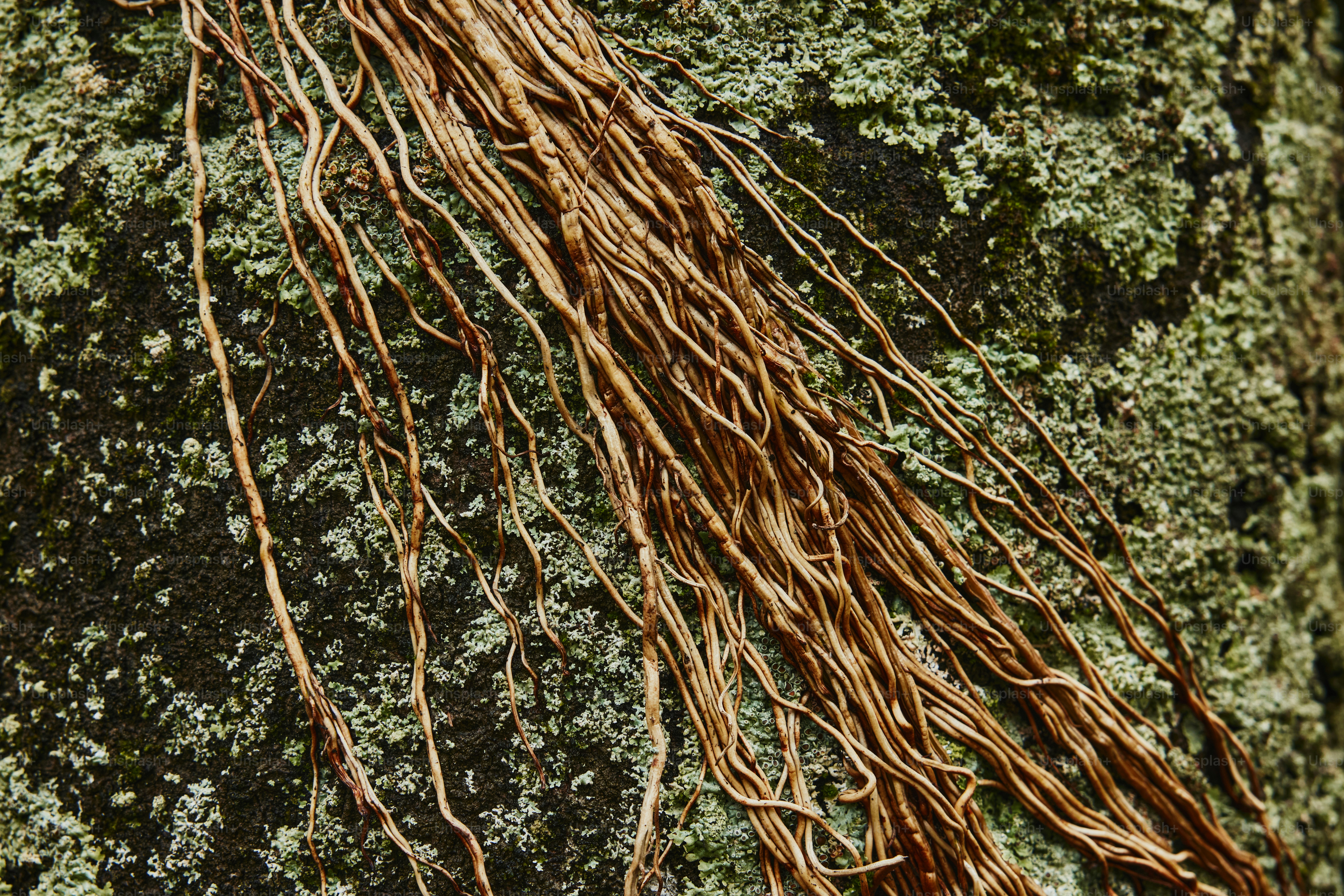 premium_photo-1673102666302-9a1910aeaa50?ixid=M3wxMjA3fDB8MXxzZWFyY2h8NXx8ZGFuZGVsaW9uJTIwcm9vdHxlbnwwfHx8fDE3NDQyNzQ0MDR8MA\u0026ixlib=rb-4.0.3