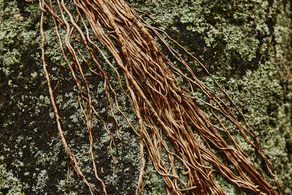 Un primer plano de la raíz de un árbol en una roca