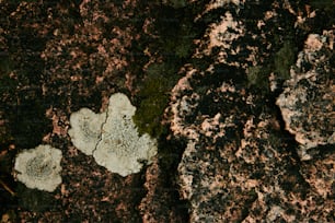 un gros plan d’un rocher avec de la mousse qui pousse dessus