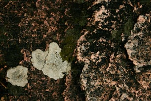 a close up of a rock with moss growing on it