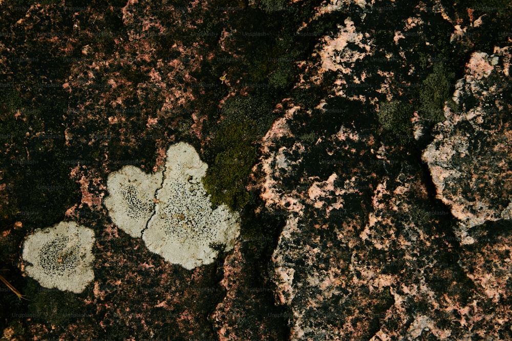un gros plan d’un rocher avec de la mousse qui pousse dessus