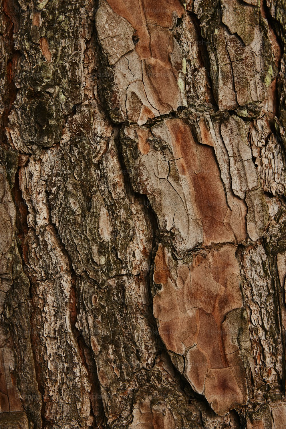 the bark of a tree is brown and brown