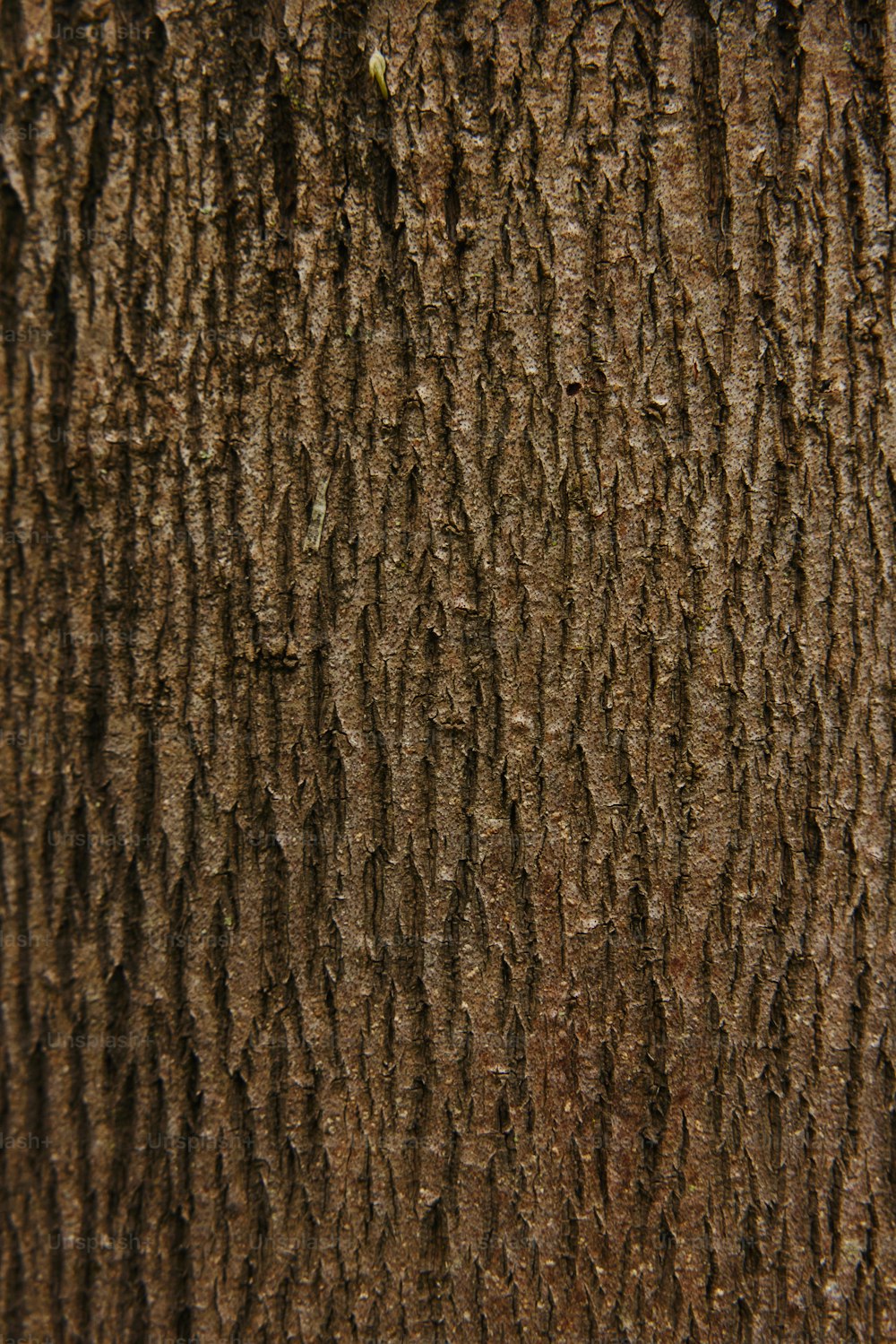 a close up of the bark of a tree