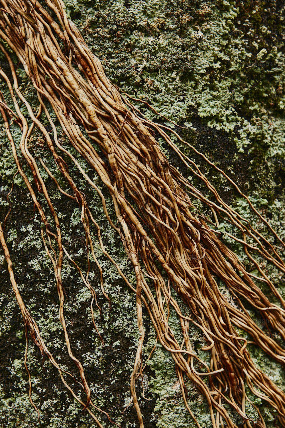 a close up of a tree root on a rock