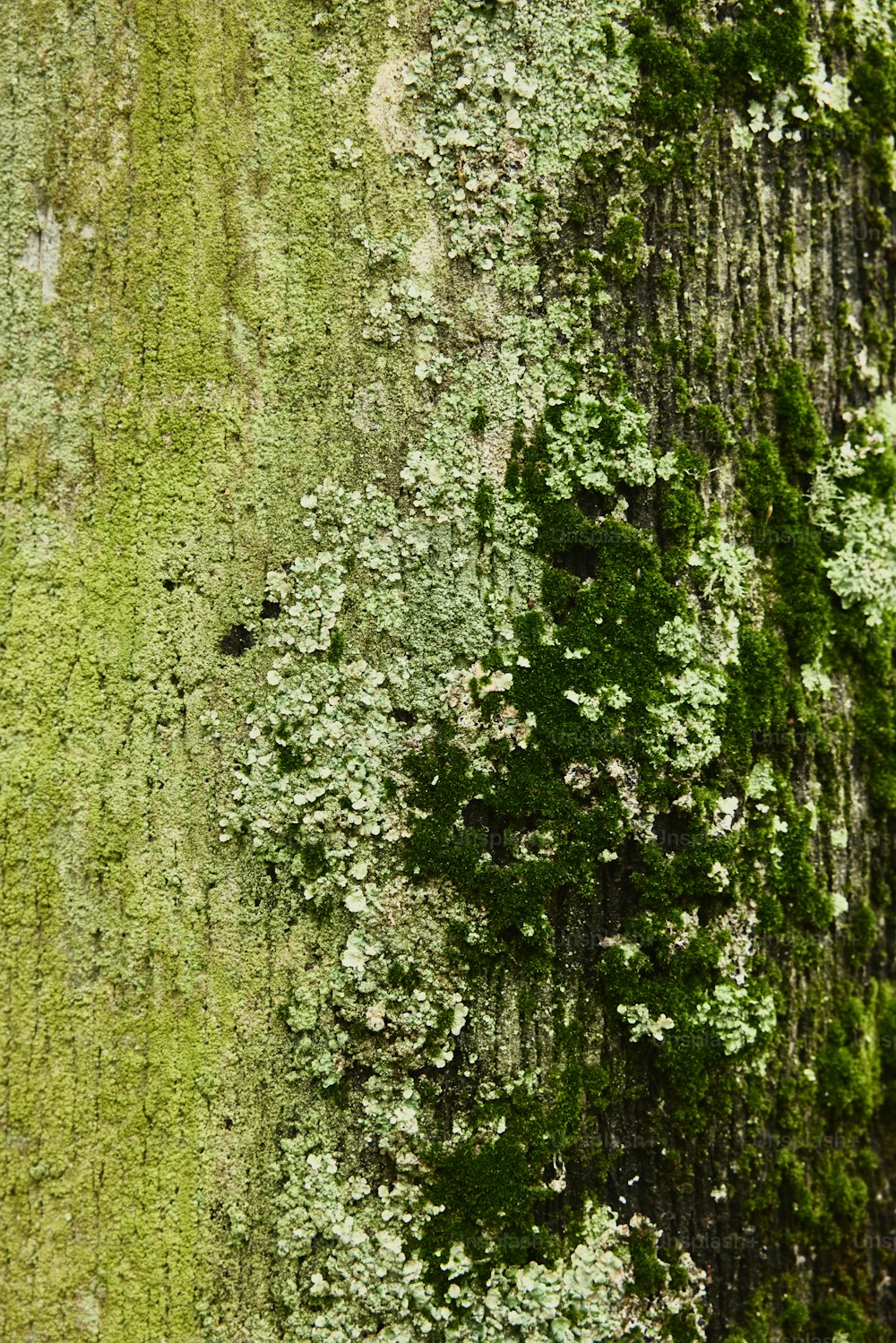 um close up de um tronco de árvore com musgo crescendo sobre ele