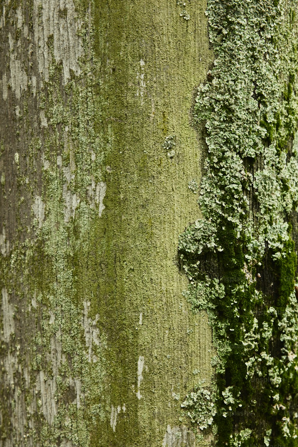 a close up of the bark of a tree