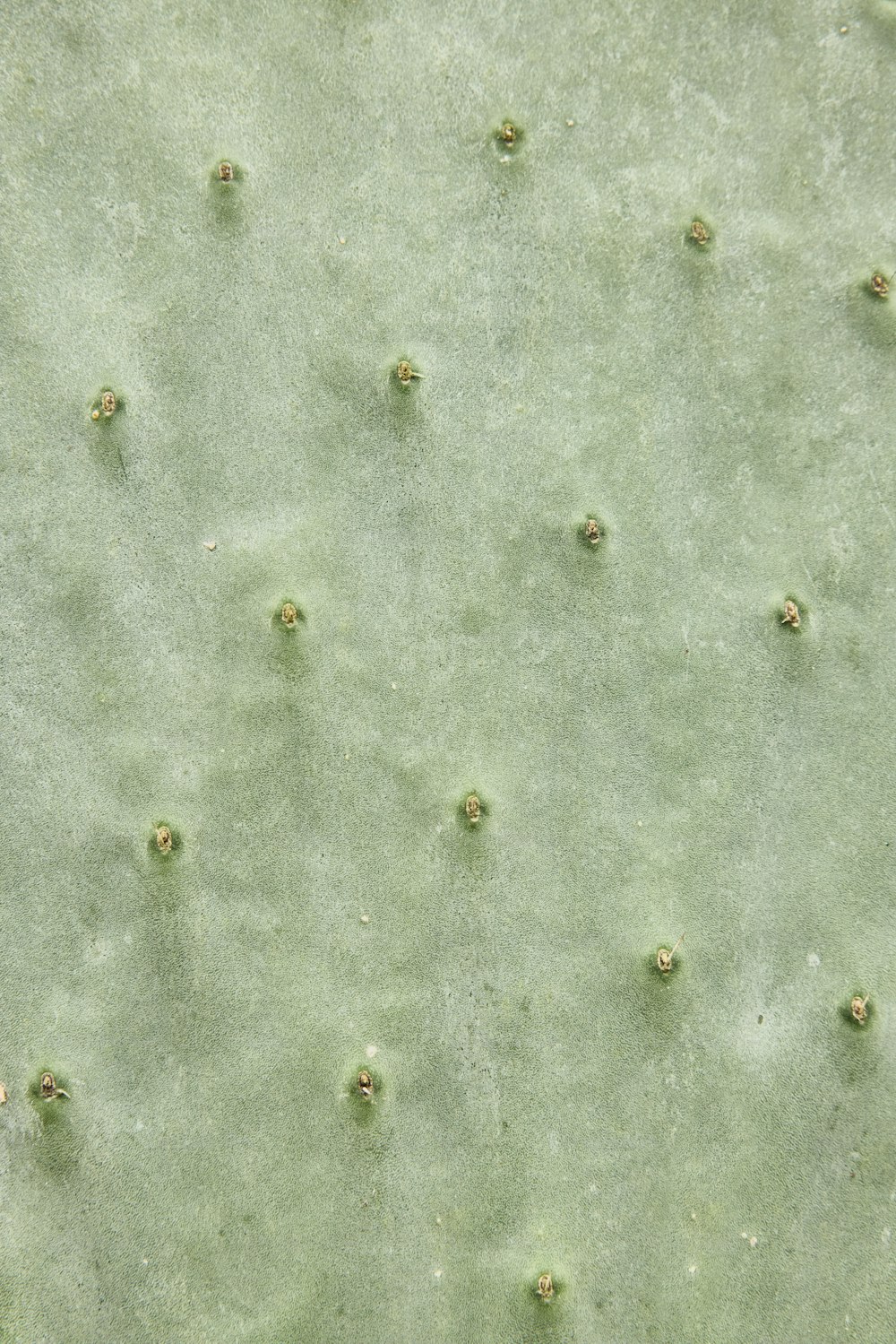 a close up of a green plant with tiny flowers