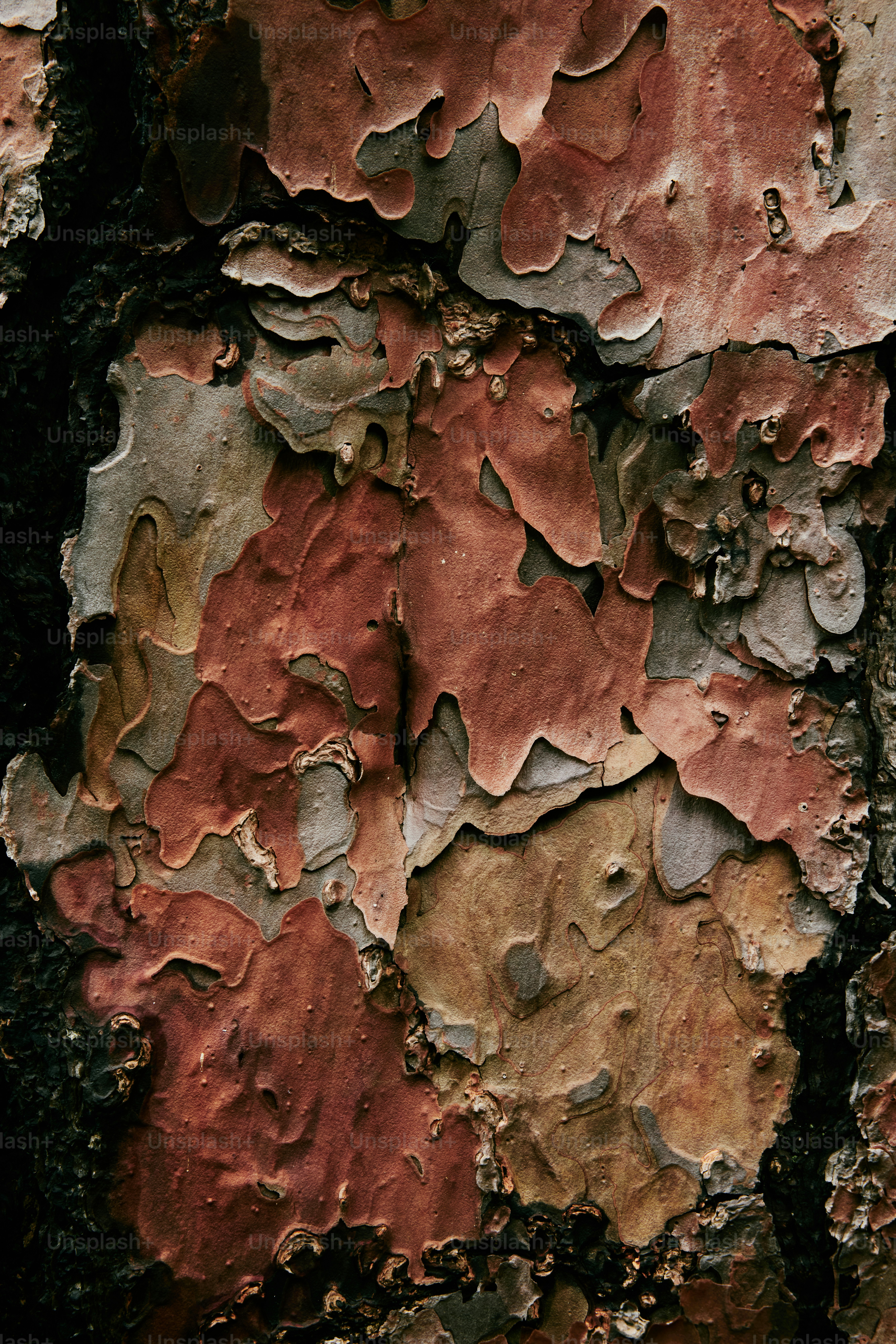 a close up of a tree trunk with peeling paint