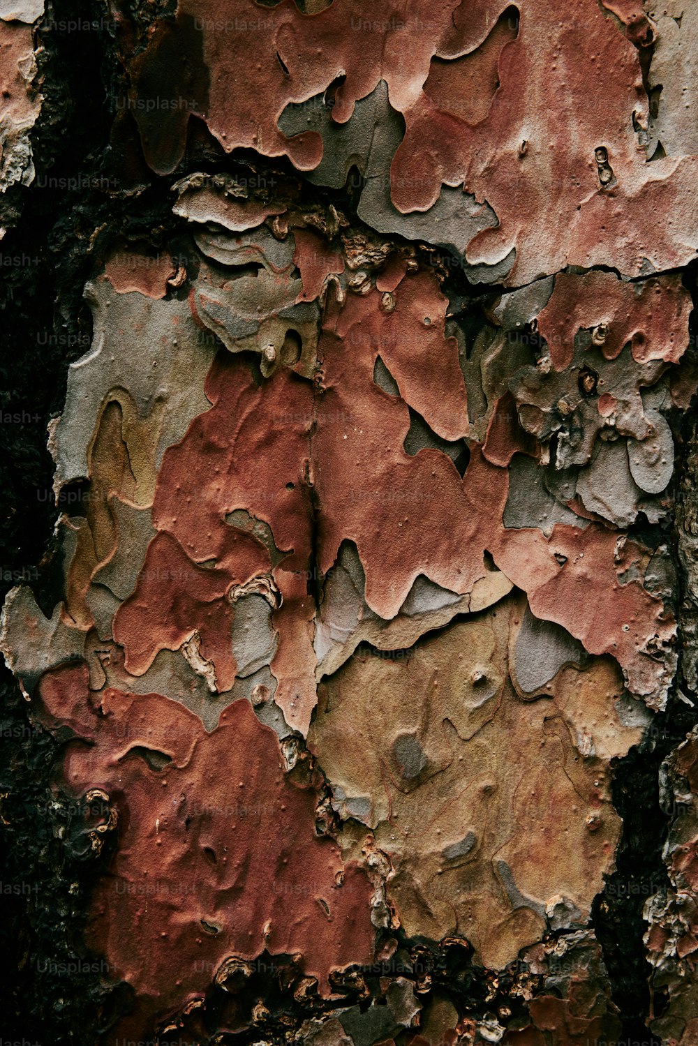 um close up de um tronco de árvore com tinta descascando