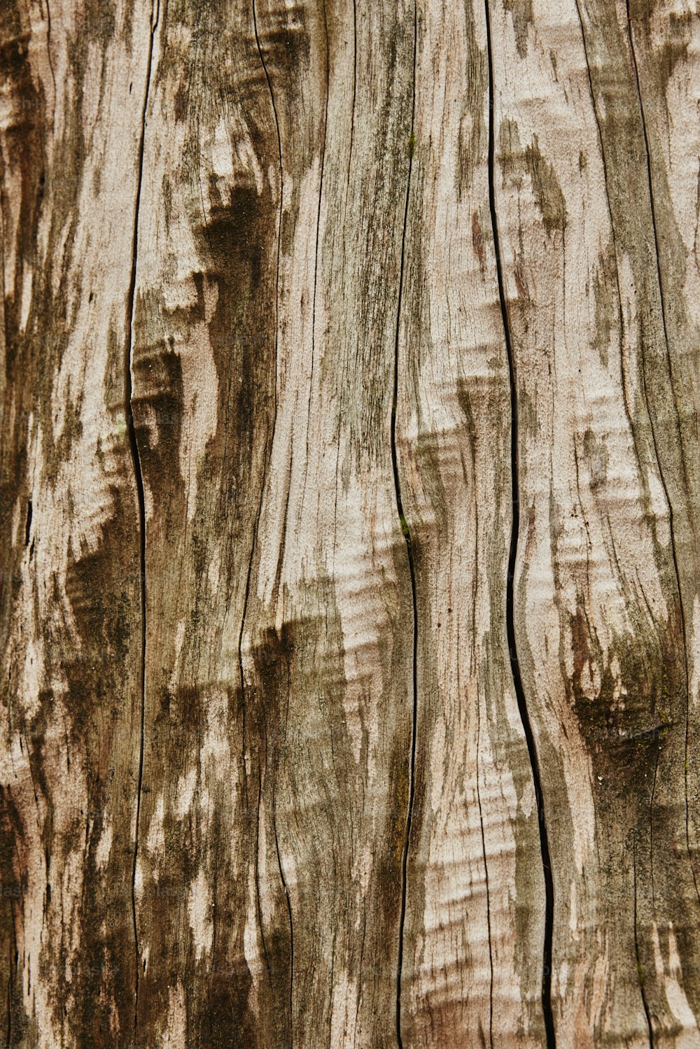 Un primo piano di un tronco d'albero con venature del legno