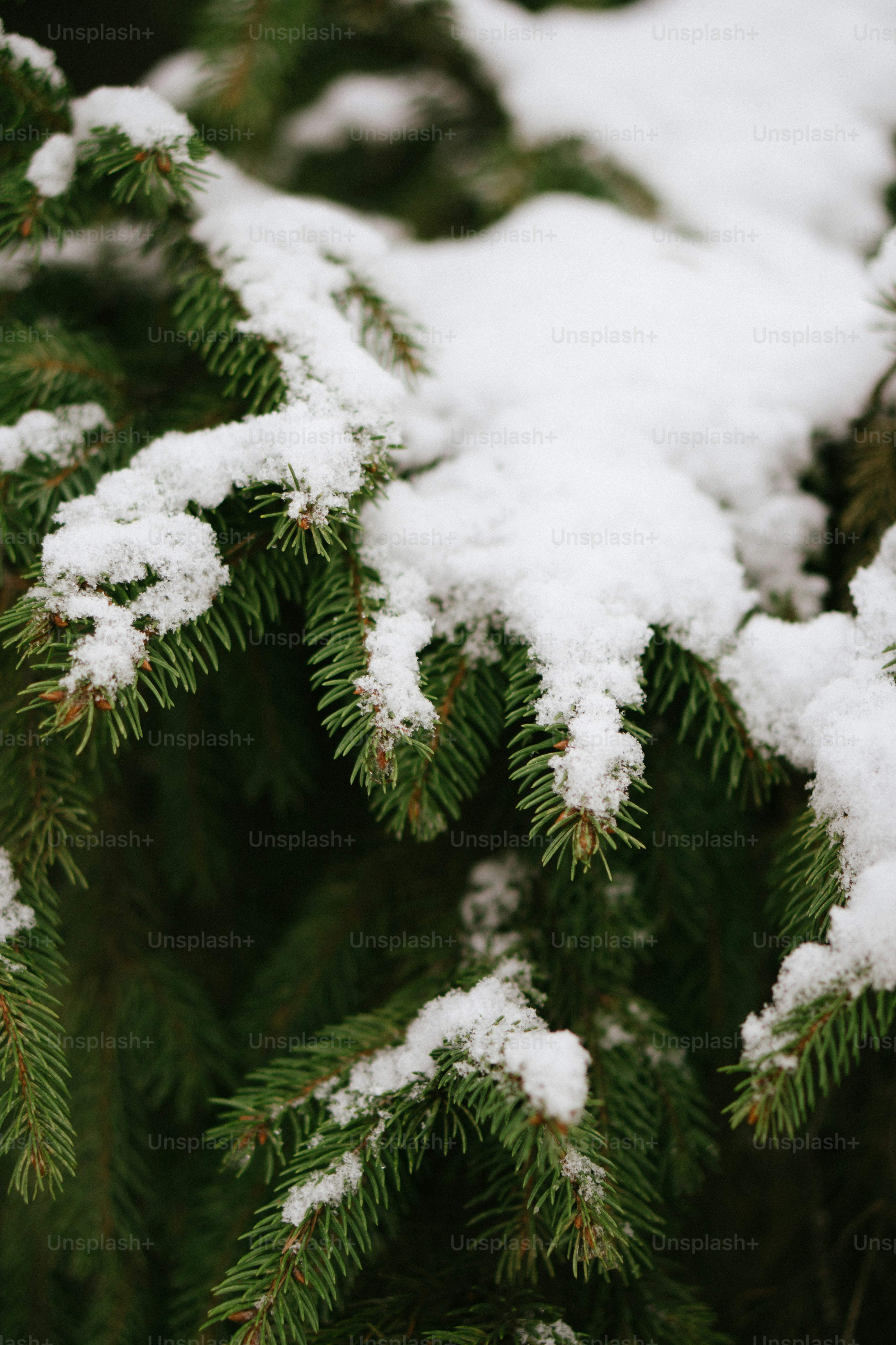 a close up of snow on a pine tree