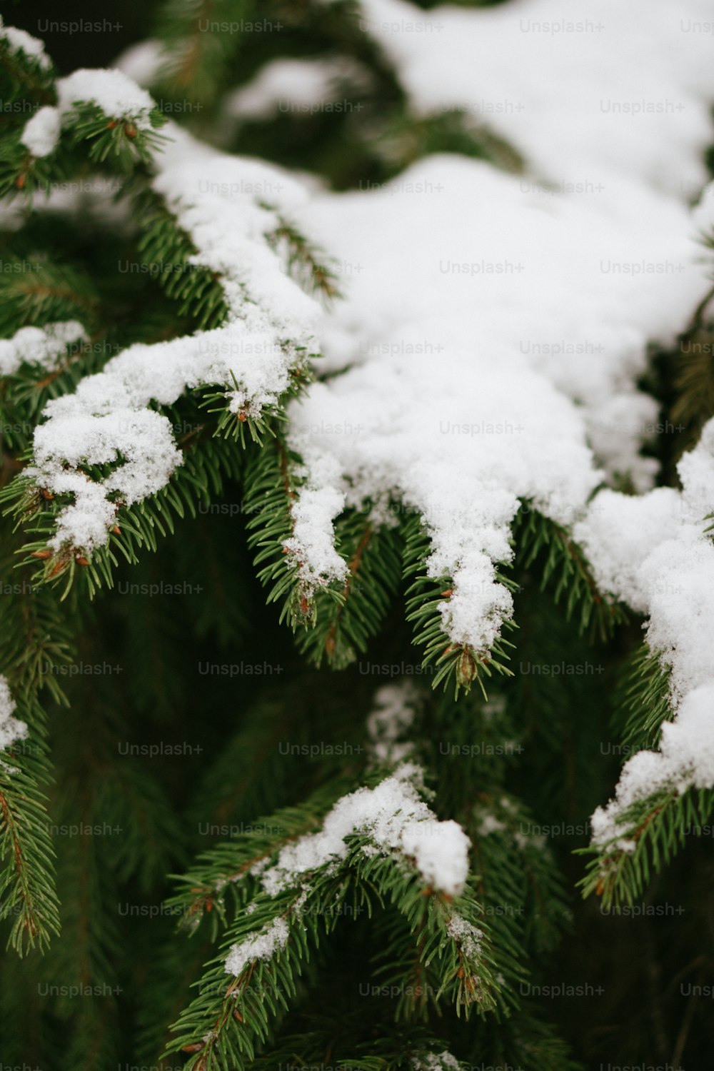 um close up de neve em um pinheiro