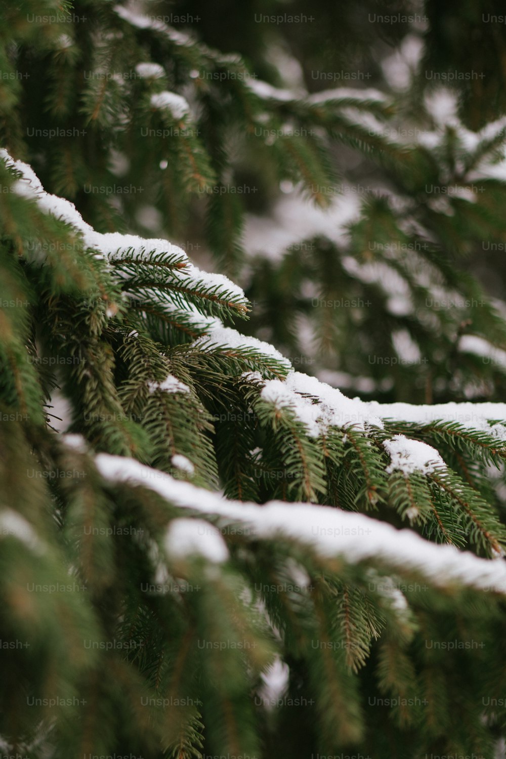 um close up de um pinheiro com neve sobre ele