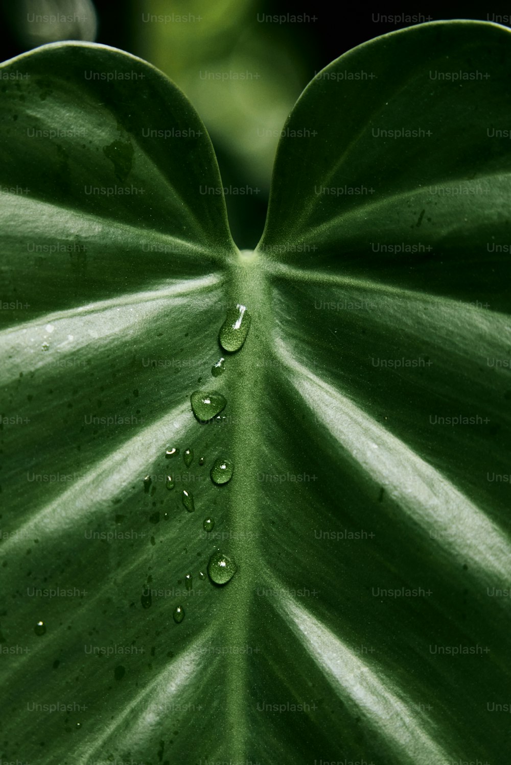 a large green leaf with drops of water on it