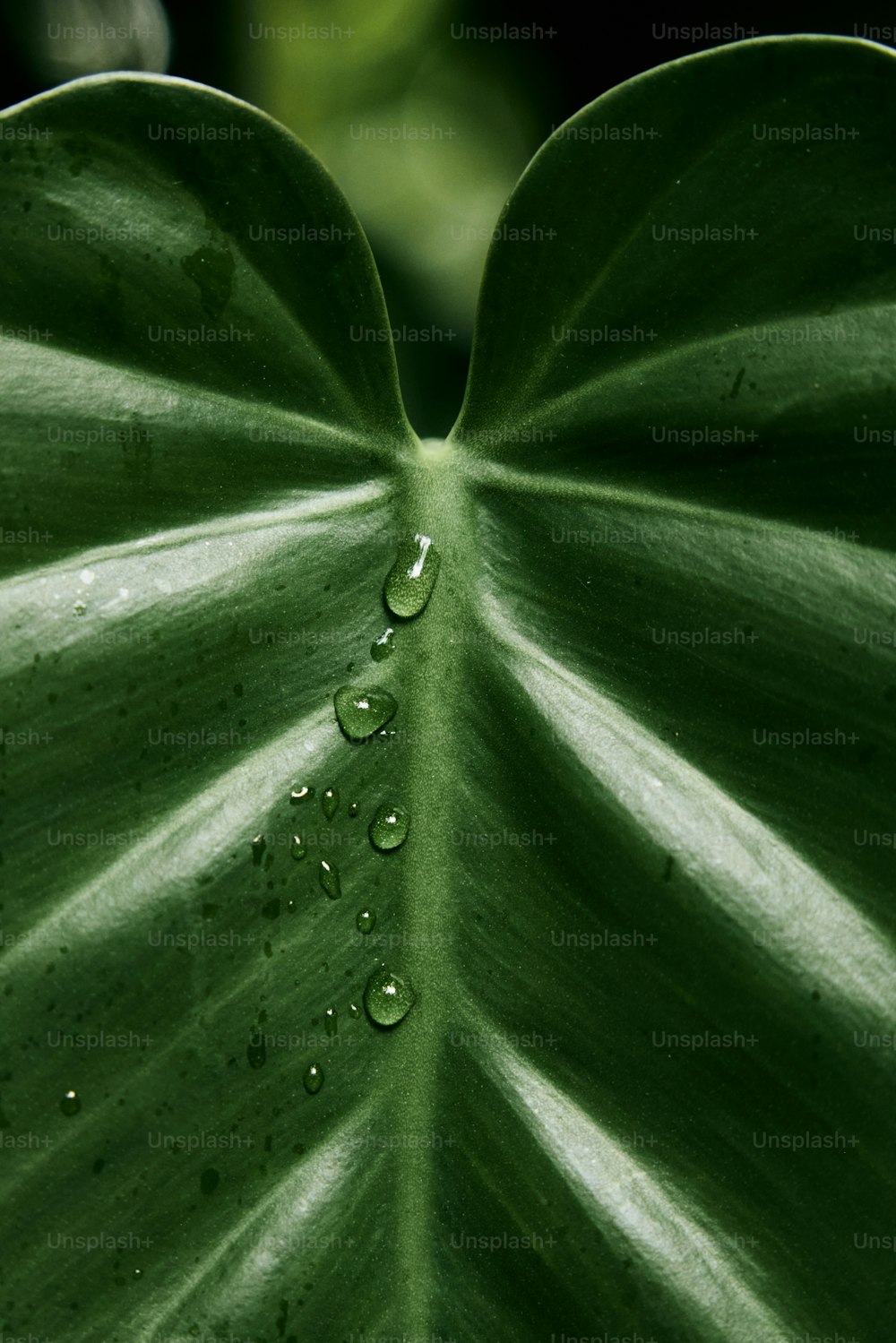 una gran hoja verde con gotas de agua