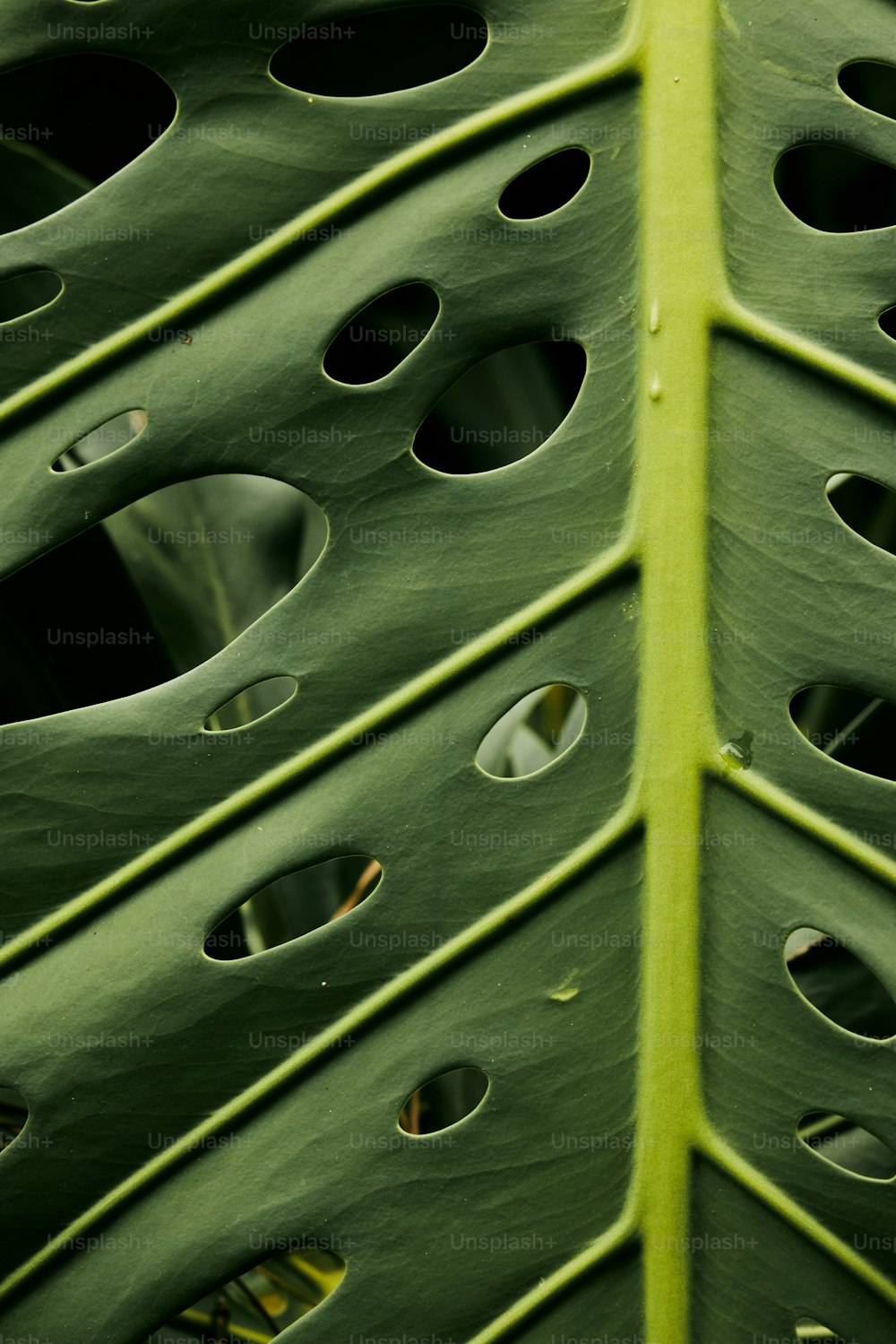 a large green leaf with holes in it