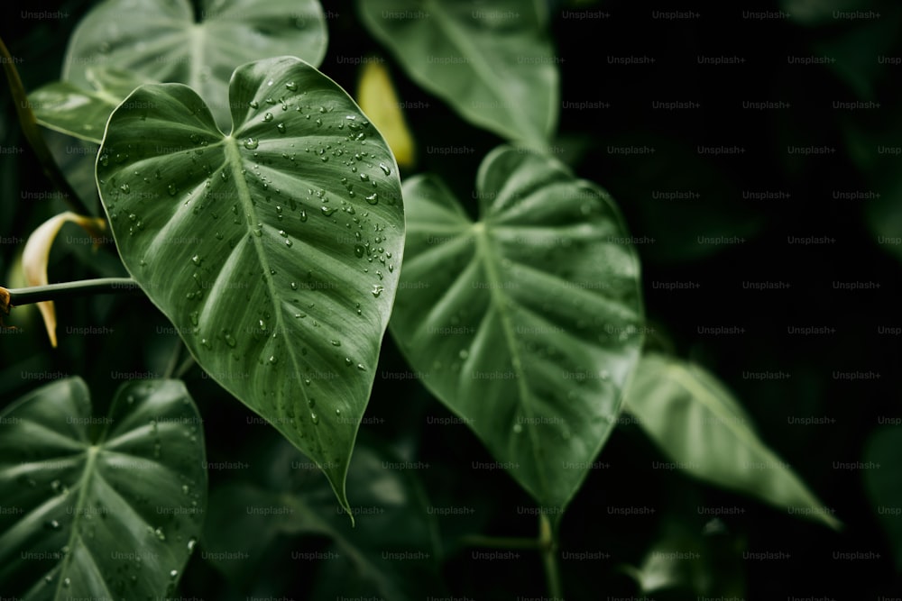 a close up of a green leaf with drops of water on it