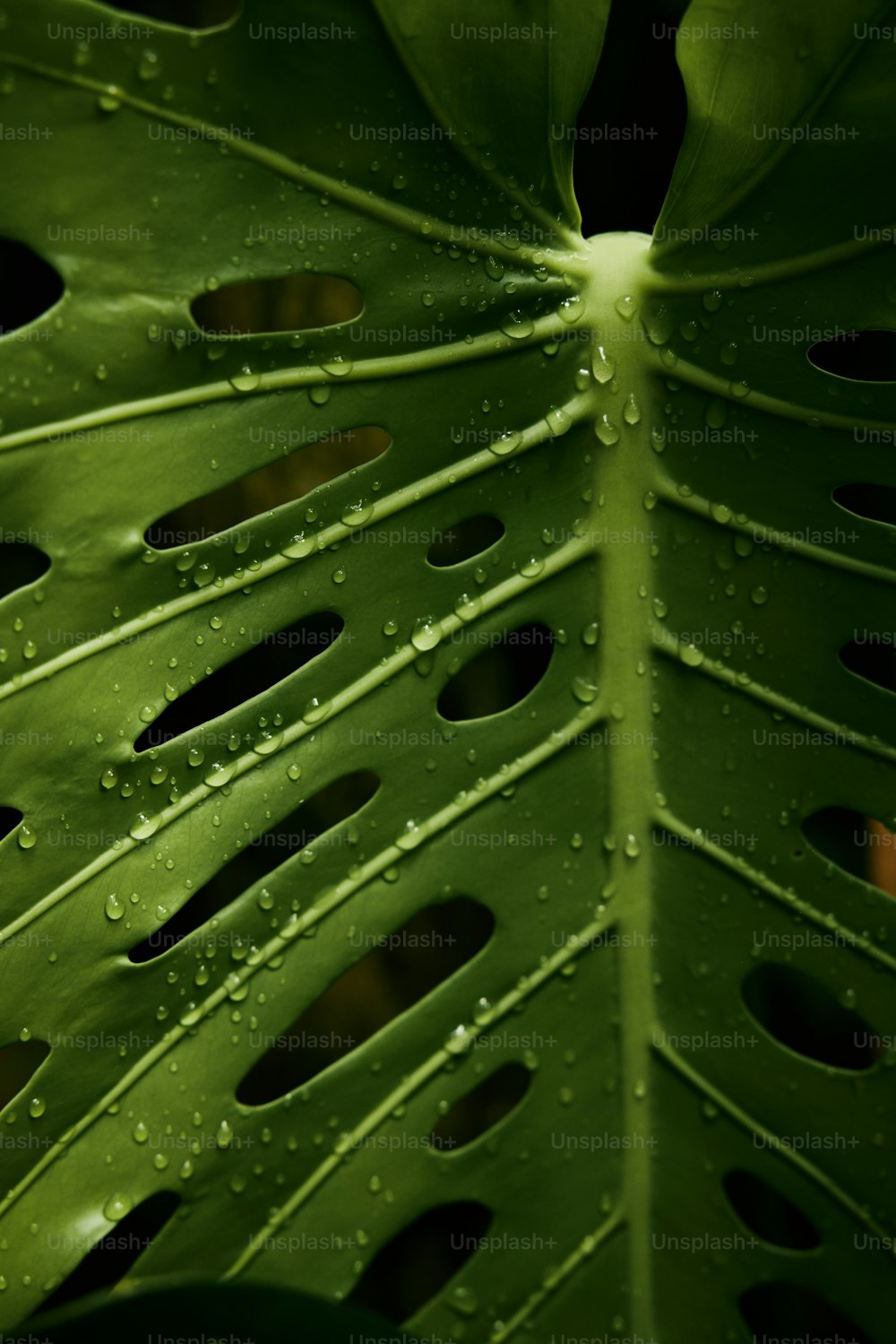 uma grande folha verde com buracos nela