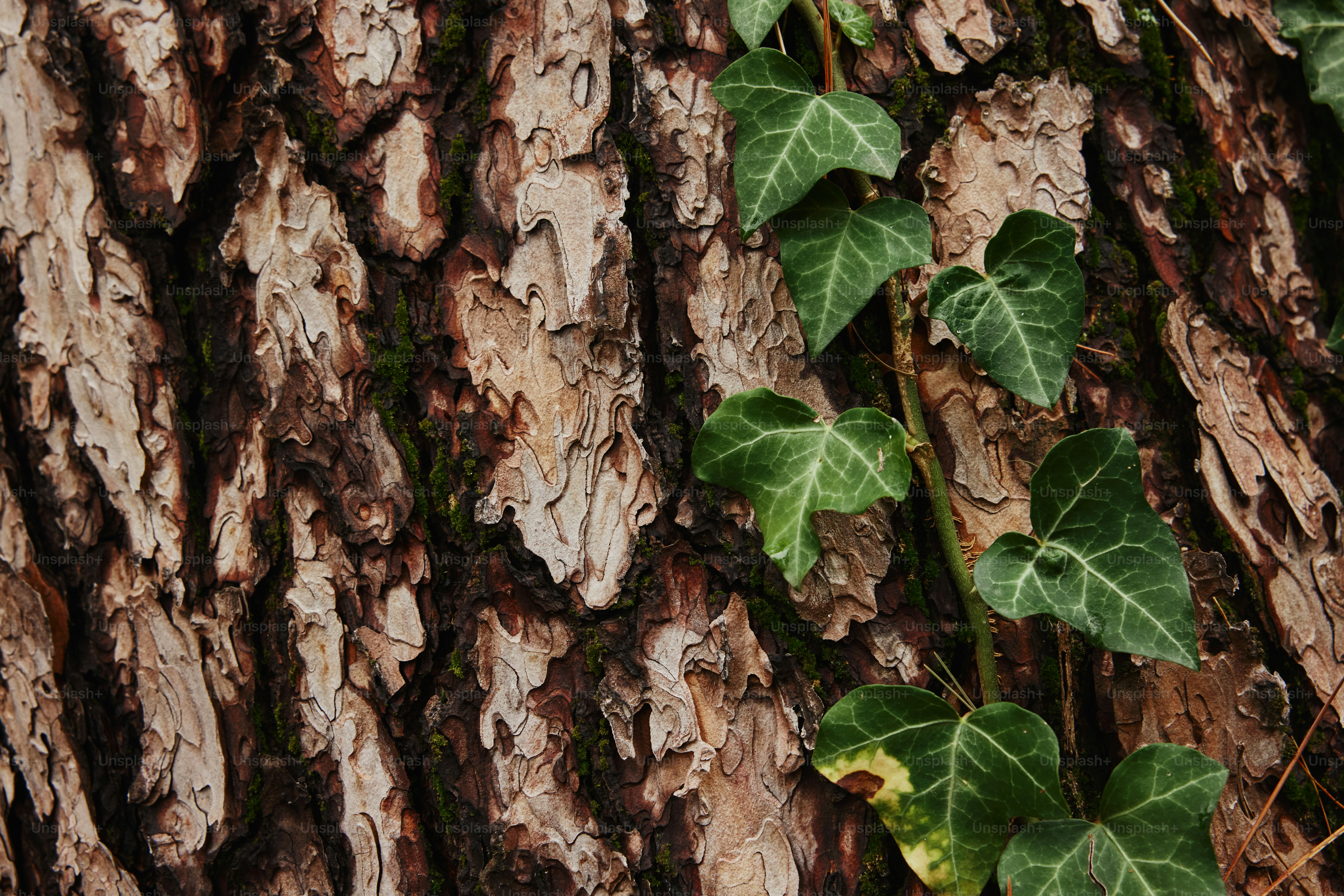 a close up of a tree trunk with ivy growing on it