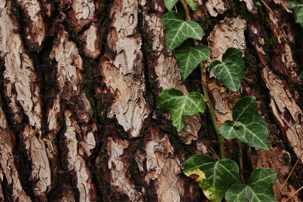 a close up of a tree trunk with ivy growing on it